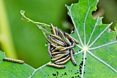 CATERPILLARS ON NASTURTIUM LEAF