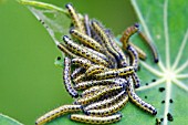 CATERPILLARS ON NASTURTIUM LEAF