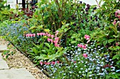 SPRING BORDER,  WITH DICENTRA SPECTABILIS (BLEEDING HEART,  LADY IN THE BATH),  MYOSOTIS SYLVATICA (SYN. M. ALPESTRIS,  FORGET ME NOT),