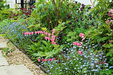 SPRING_BORDER__WITH_DICENTRA_SPECTABILIS_BLEEDING_HEART__LADY_IN_THE_BATH__MYOSOTIS_SYLVATICA_SYN_M_