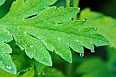 DICENTRA SPECTABILIS LEAF