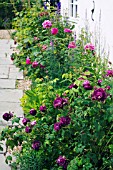 SHRUB ROSES,  ROSA WILLIAM LOBB,  ROSA MADAME ISAAC PEREIRE AND ROSA HENRI MARTIN