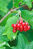 BERRIES OF VIBURNUM OPULUS,  GUELDER ROSE