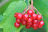 BERRIES OF VIBURNUM OPULUS,  GUELDER ROSE