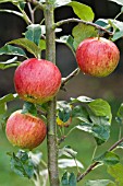 MALUS DOMESTICA TYDEMANS LATE ORANGE,  APPLE