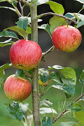 MALUS_DOMESTICA_TYDEMANS_LATE_ORANGE__APPLE