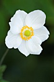 ANEMONE X HYBRIDA HONORINE JOBERT