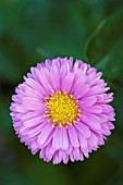 ASTER NOVI BELGII PATRICIA BALLARD