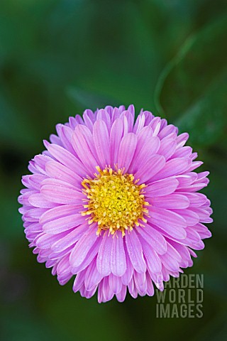 ASTER_NOVI_BELGII_PATRICIA_BALLARD