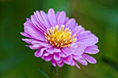 ASTER NOVI BELGII PATRICIA BALLARD