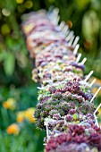 SEMPERVIVUMS GROWING IN IN A LENGTH OF GUTTERING