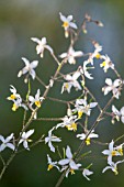 EPIMEDIUM X PERRALCHICUM WISLEY AGM