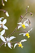 EPIMEDIUM X PERRALCHICUM WISLEY AGM