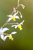 EPIMEDIUM X PERRALCHICUM WISLEY AGM