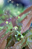 EPIMEDIUM SPHINX TWINKLER, ALSO KNOWN AS E. SPINE TINGLER