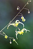 EPIMEDIUM SPHINX TWINKLER, ALSO KNOWN AS E. SPINE TINGLER