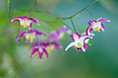 EPIMEDIUM X RUBRUM