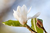 MAGNOLIA X LOEBNERI DONNA