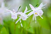 EPIMEDIUM AKEBONO