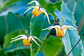 EPIMEDIUM AMBER QUEEN