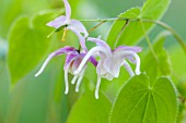 EPIMEDIUM GRANDIFLORUM F. VIOLACEUM