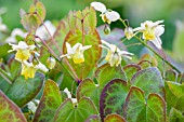 EPIMEDIUM X VERSICOLOR SULPHUREUM AGM