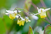 EPIMEDIUM X VERSICOLOR SULPHUREUM AGM