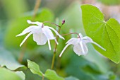 EPIMEDIUM X YOUNGIANUM YENOMOTO