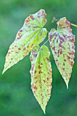 SPOTTED FOLIAGE OF EPIMEDIUM CHLORANDRUM