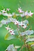 EPIMEDIUM FIRE DRAGON