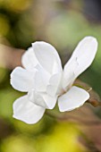 MAGNOLIA X LOEBNERI MERRILL AGM