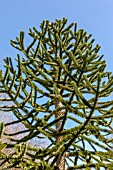 ARAUCARIA ARAUCANA