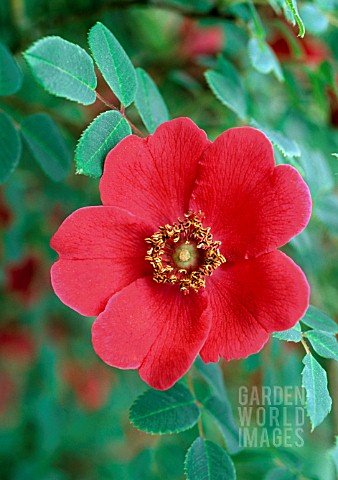 ROSA_GERANIUM_MOYESII_HYBRID_AGM_ROSE_GERANIUM