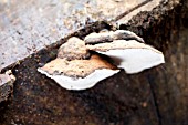 GANODERMA AUSTRALE ON DEAD LOG