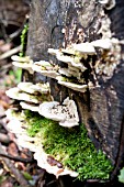 TRAMETES GIBBOSA