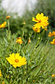 COREOPSIS