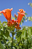 CAMPSIS RADICANS