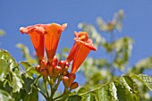 CAMPSIS RADICANS