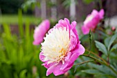 PAEONIA LACTIFLORA BOWL OF BEAUTY