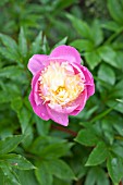 PAEONIA LACTIFLORA BOWL OF BEAUTY