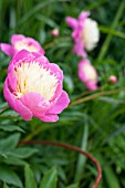 PAEONIA LACTIFLORA BOWL OF BEAUTY