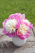 PAEONIA LACTIFLORA BOWL OF BEAUTY