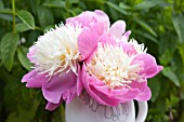 PAEONIA LACTIFLORA BOWL OF BEAUTY