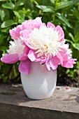 PAEONIA LACTIFLORA BOWL OF BEAUTY