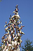 YUCCA FLOWER SPIKE