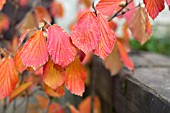 HAMAMELIS X INTERMEDIA ARNOLD PROMISE