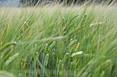 HORDEUM VULGARE