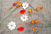 STILL LIFE WITH COSMOS PURITY, NASTURTIUM AND CROCOSMIA FLOWERS