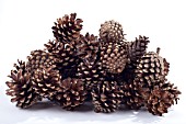 STILL LIFE PINE CONES