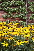 RUDBECKIA FULGIDA